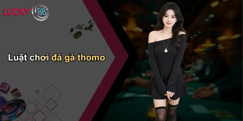 Đá Gà Thomo: Thế Giới Thượng Đẳng Và Cảnh Giác Khi Chơi Qua Lucky88 2 Luật chơi đá gà thomo
